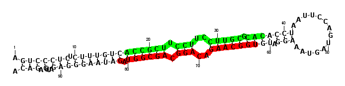 sblock19 hairpin