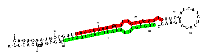 sblock29 hairpin