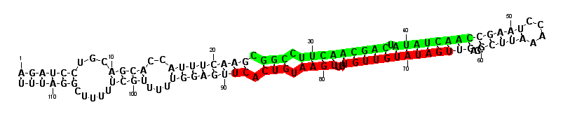 sblock35 hairpin