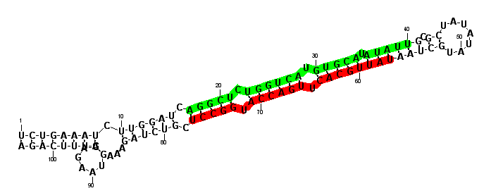 sblock7 hairpin