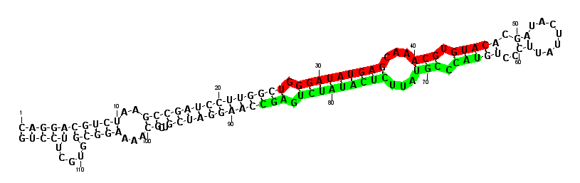 sblock75 hairpin