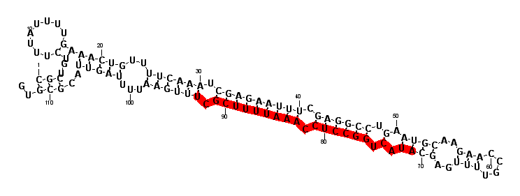 sblock81 hairpin