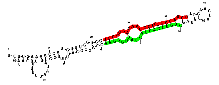 sblock89 hairpin