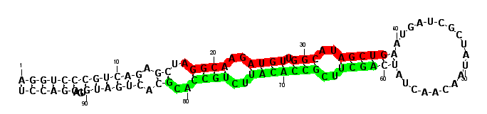 sblock15 hairpin