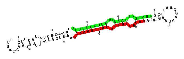 sblock2 hairpin