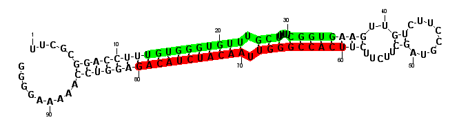sblock23 hairpin