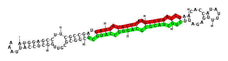 sblock30 hairpin