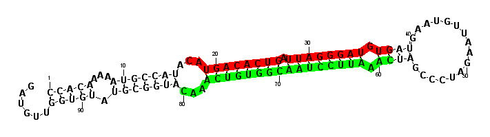sblock31 hairpin