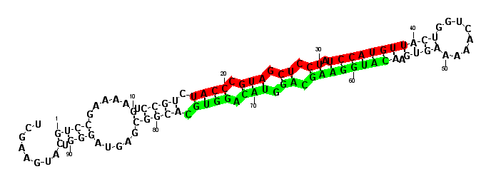 sblock39 hairpin