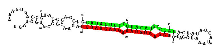 sblock4 hairpin
