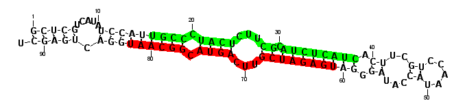 sblock44 hairpin