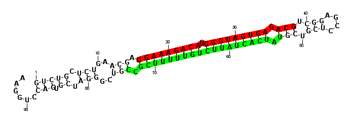 sblock5 hairpin