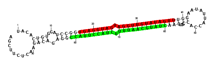 sblock66 hairpin