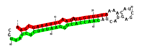 sblock67 hairpin