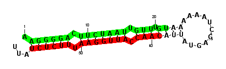 sblock68 hairpin