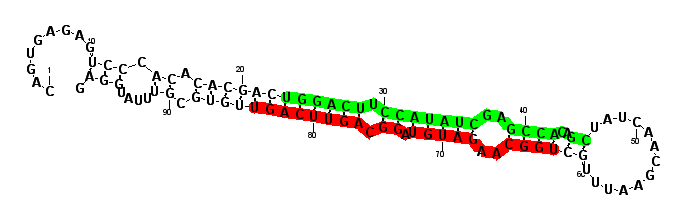 sblock71 hairpin