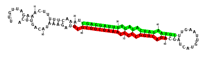 sblock75 hairpin