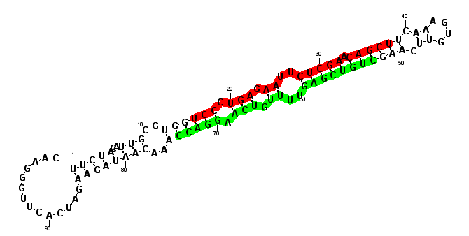 sblock76 hairpin