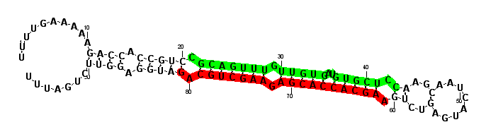 sblock77 hairpin