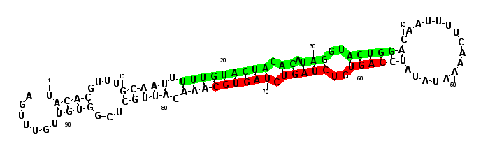 sblock78 hairpin