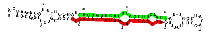 sblock8 hairpin