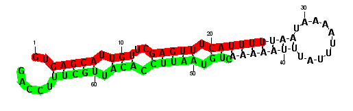 sblock9 hairpin